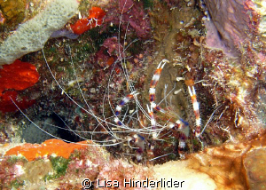 A pair of coral banded shrimp stylin' in their colorful h... by Lisa Hinderlider 
